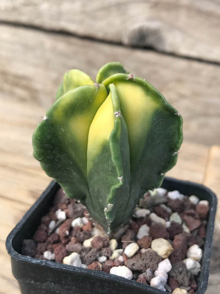 SHPR8132 Astrophytum myriostigma variegated - Image 2