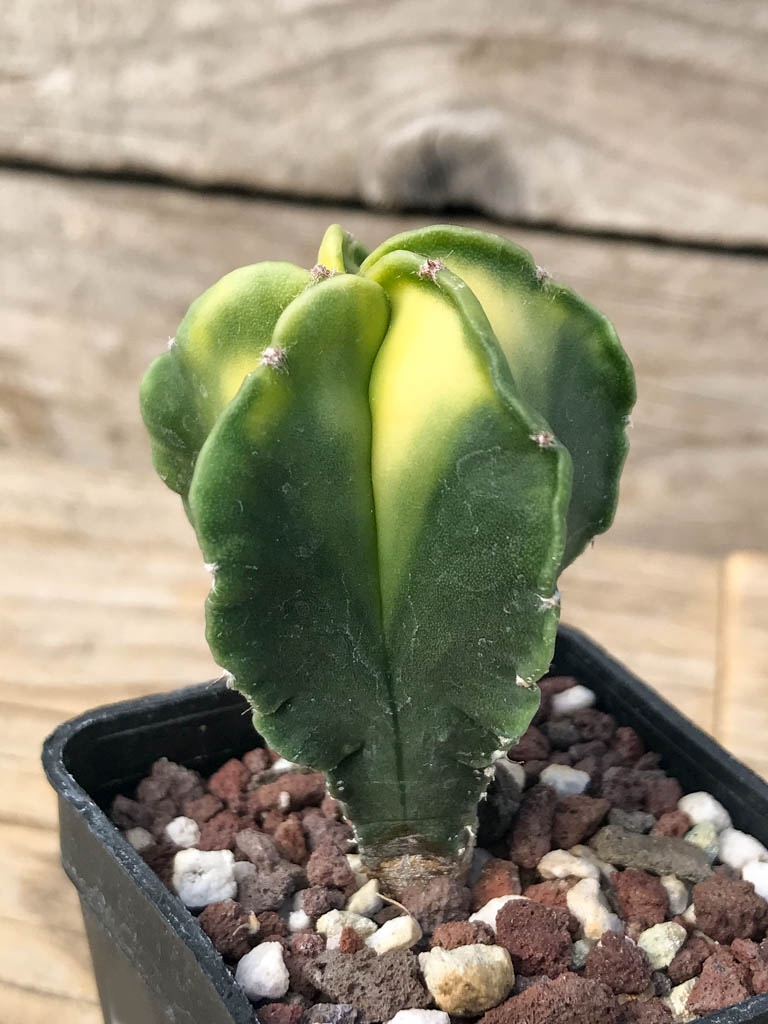 SHPR8132 Astrophytum myriostigma variegated - Image 3