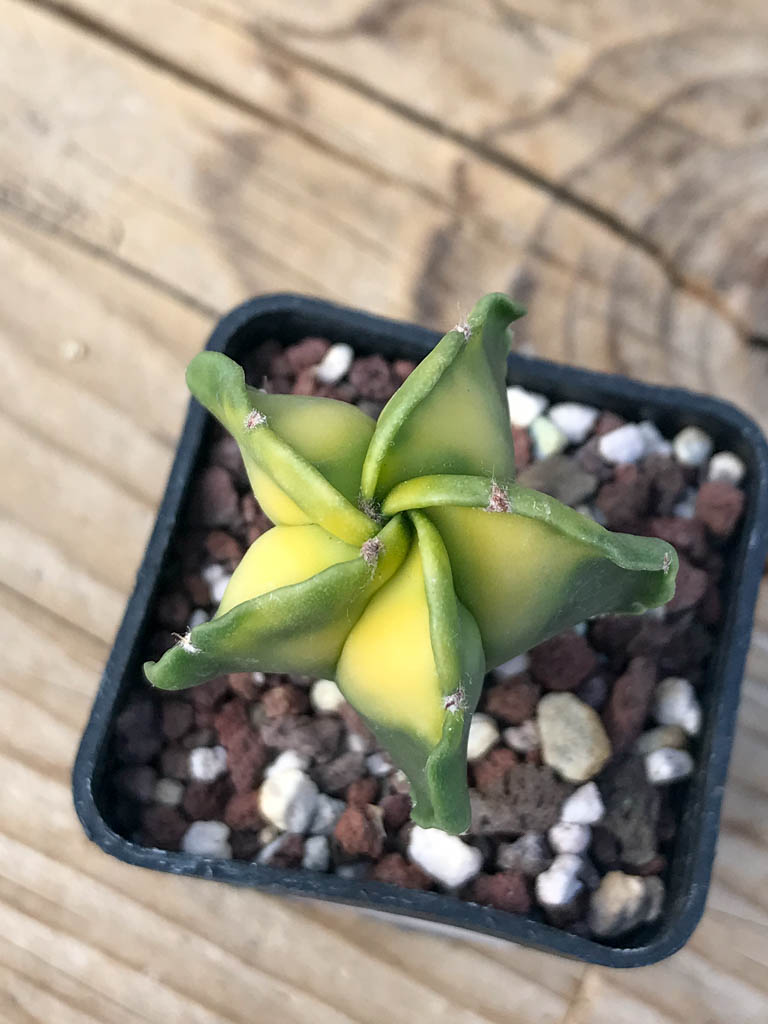 SHPR8132 Astrophytum myriostigma variegated