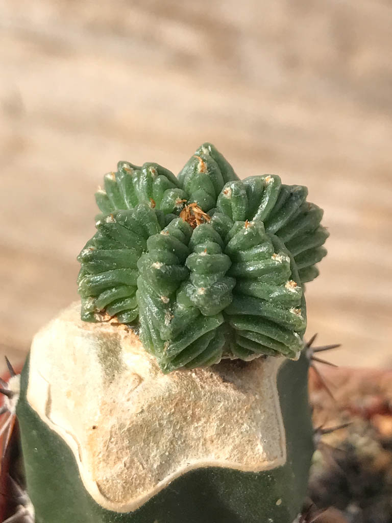 SHPR8133 Aztekium valdezii, clone 2 - Image 2
