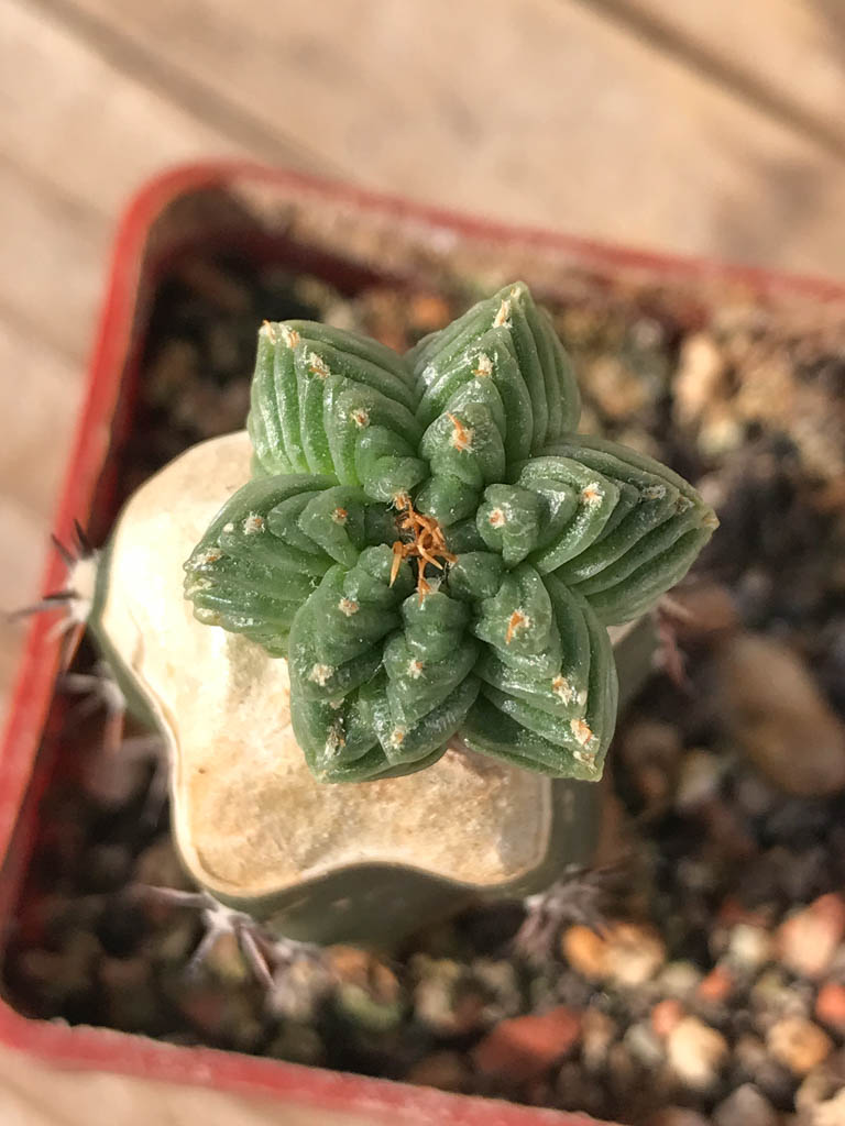 SHPR8133 Aztekium valdezii, clone 2 - Image 3