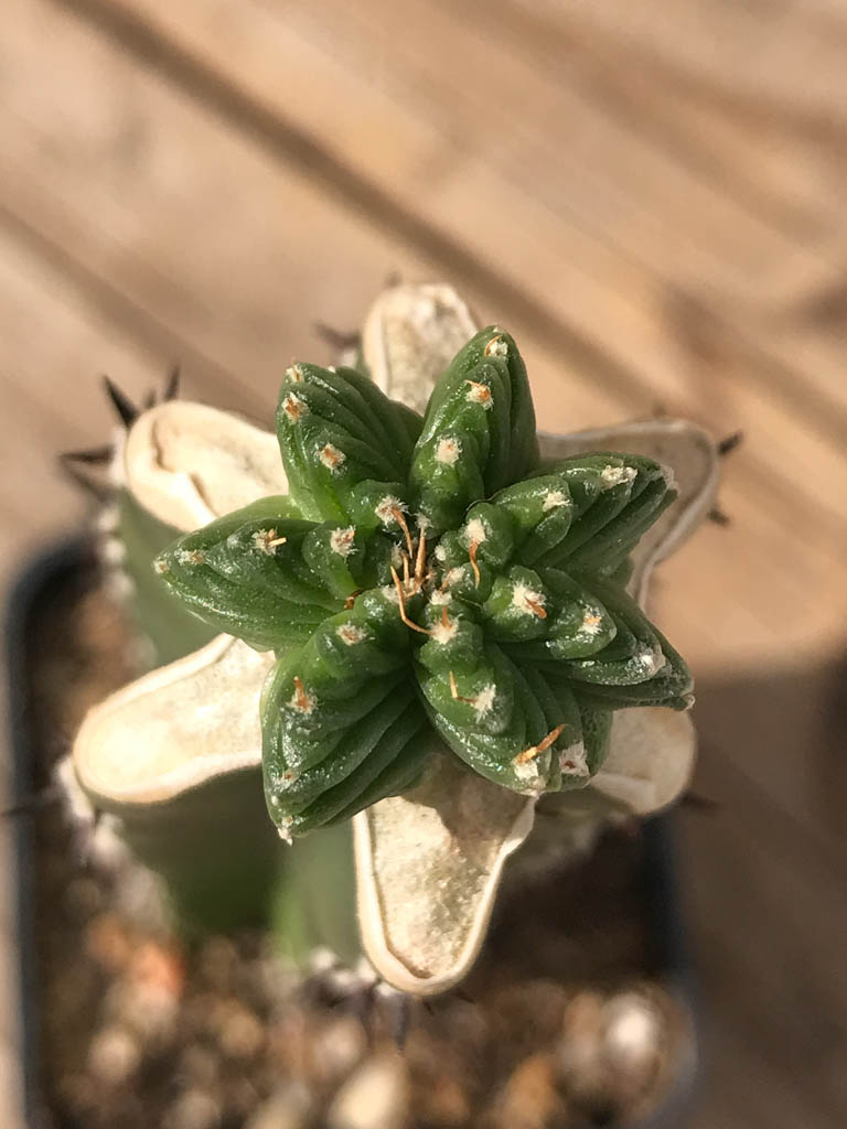 SHPR8133 Aztekium valdezii, clone 2