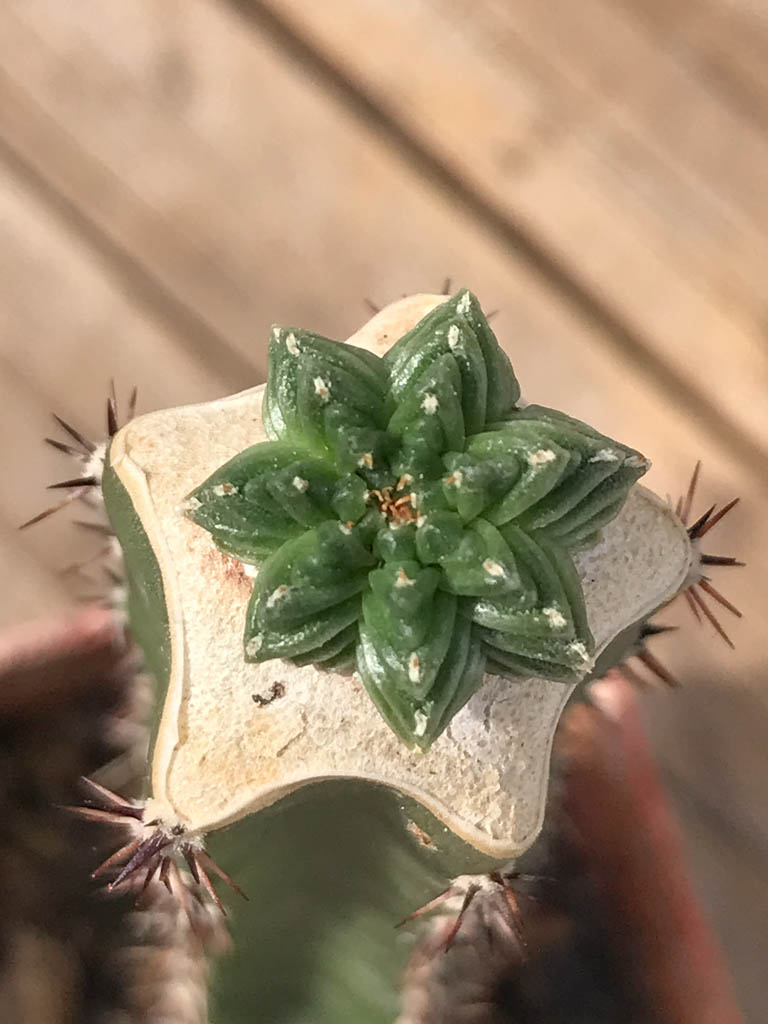 SHPR8133 Aztekium valdezii, clone 2 - Image 5