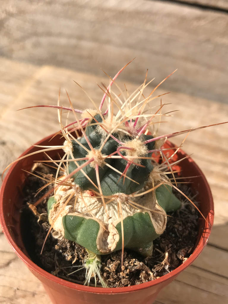 SHPR8137 Echinocactus polycephalus ZRI 554/13, California (Helendale - Batrsow), USA - immagine 2