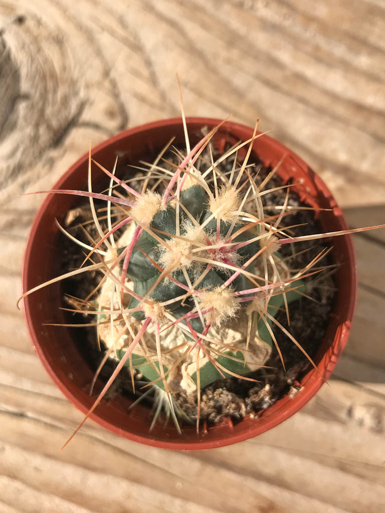 SHPR8137 Echinocactus polycephalus ZRI 554/13, California (Helendale - Batrsow), USA