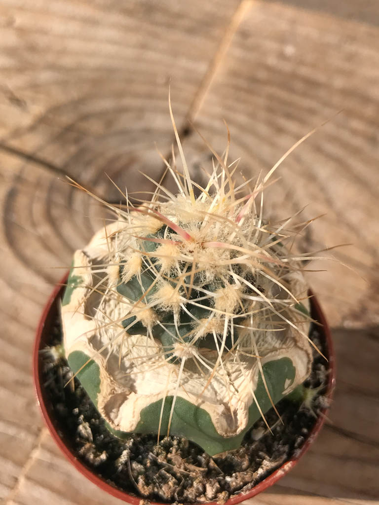 SHPR8137 Echinocactus polycephalus ZRI 554/13, California (Helendale - Batrsow), USA - immagine 4