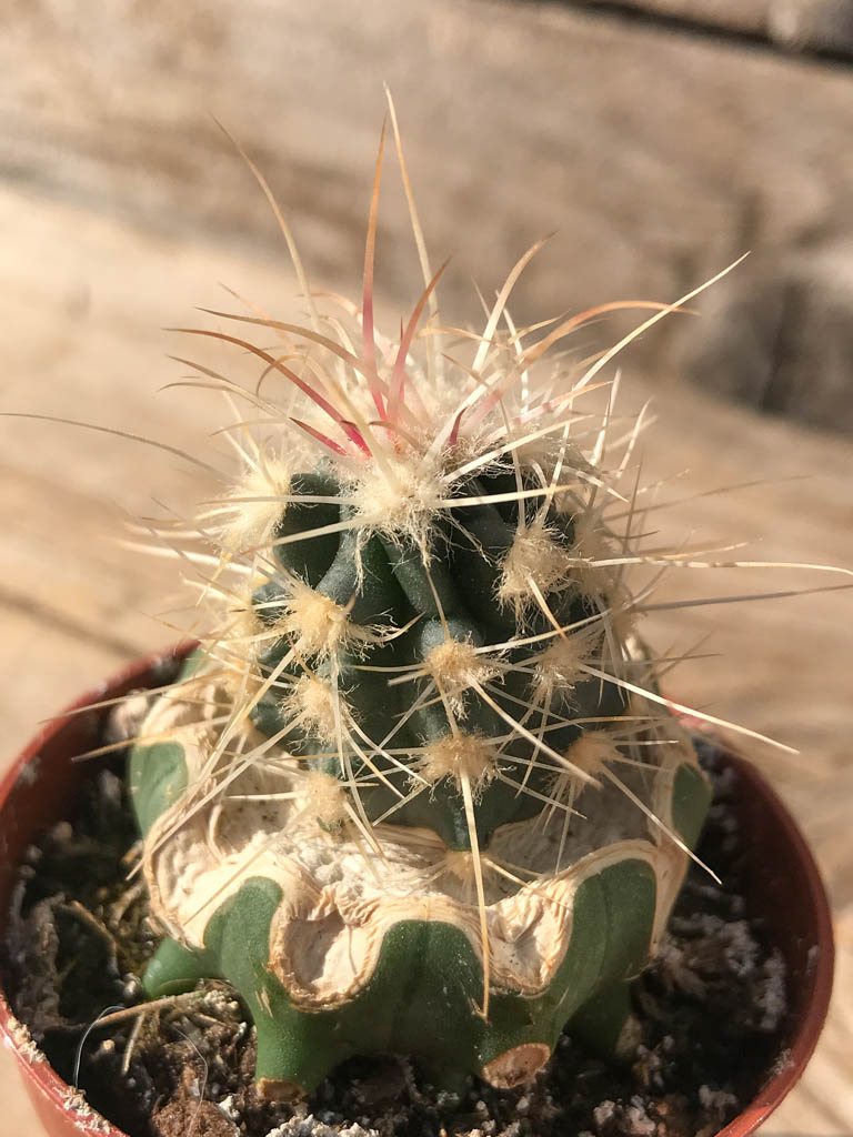 サンヨー Cacti SHPR8138 Echinocactus polycephalus ZRI 556/13 California