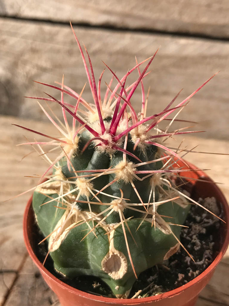SHPR8139 Echinocactus polycephalus ZRI 560/13 California (Cotton Wood Spring), USA