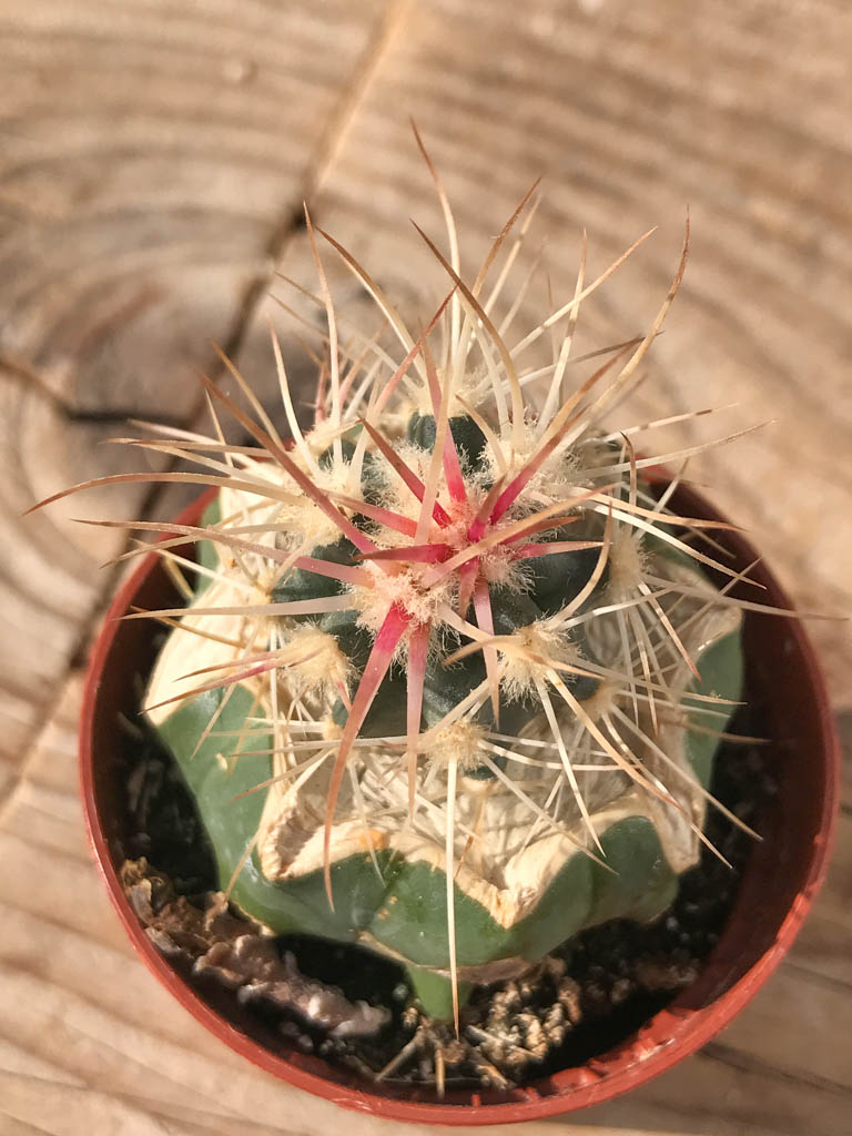 SHPR8139 Echinocactus polycephalus ZRI 560/13 California (Cotton Wood Spring), USA - Image 4