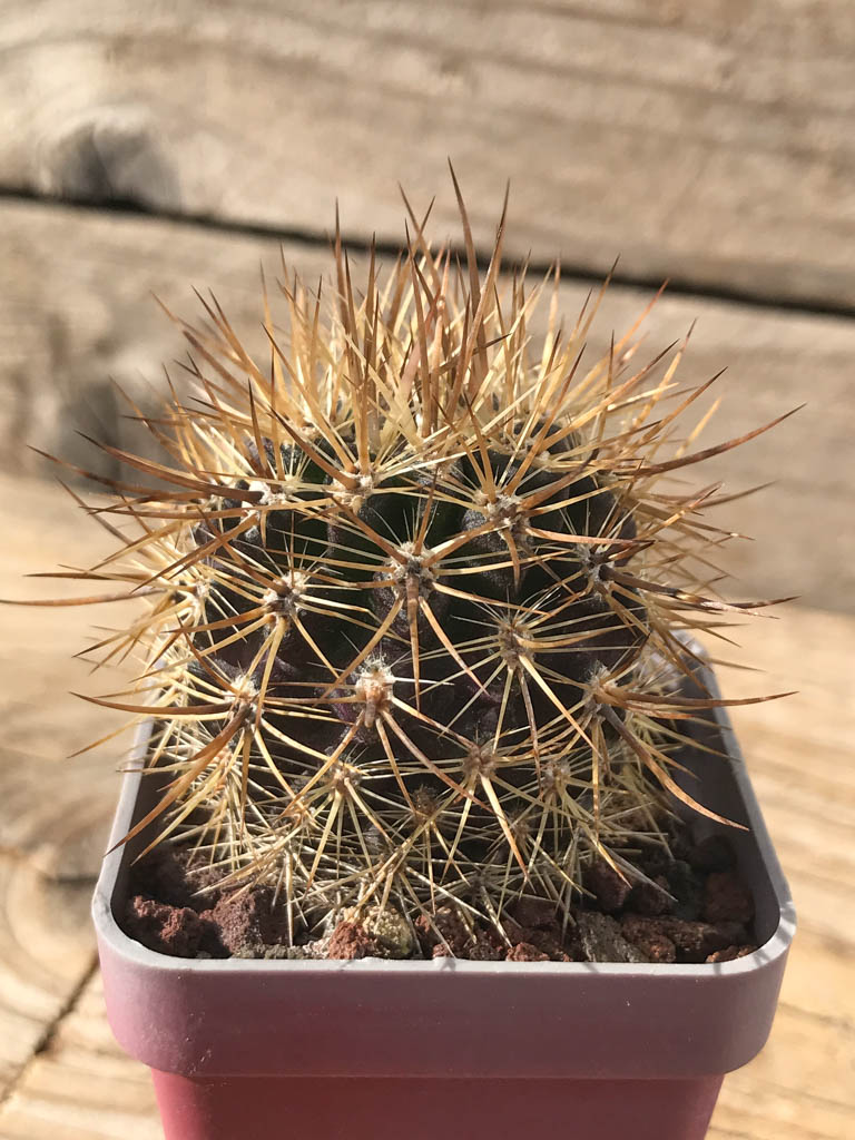 SHPR8140 Eriosyce subgibbosa var. nigrihorrida, South Coquimbo, Chile