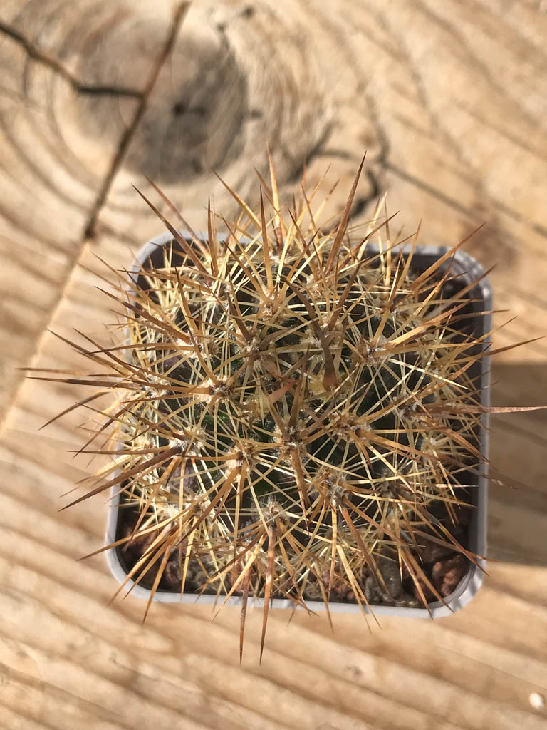 SHPR8140 Eriosyce subgibbosa var. nigrihorrida, South Coquimbo, Chile - Image 3