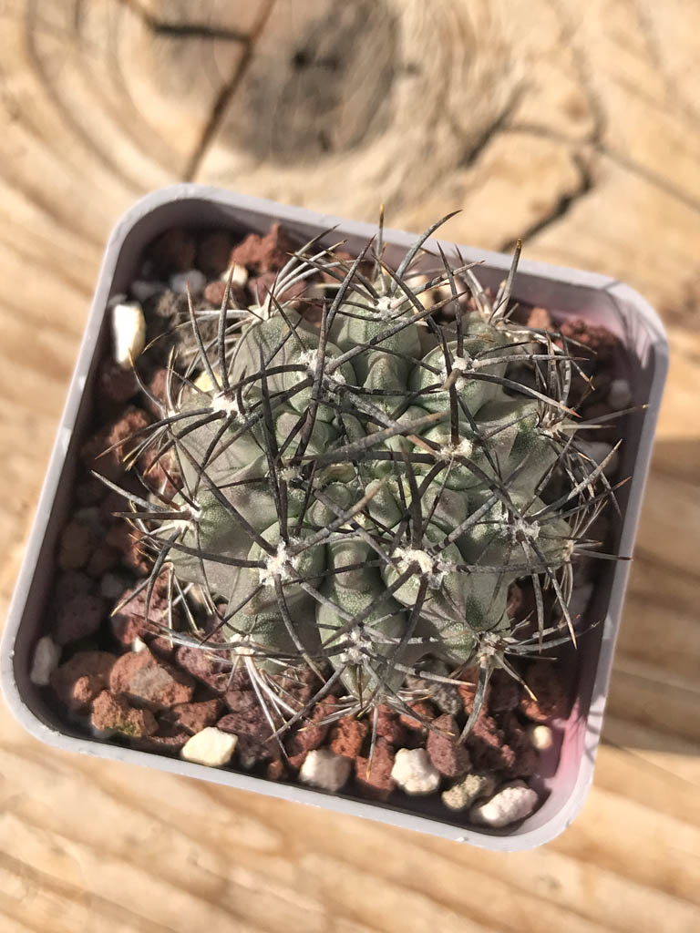 SHPR8141 Eriosyce taltalensis subs. paucicostata / Neoporteria paucicostata - Image 3