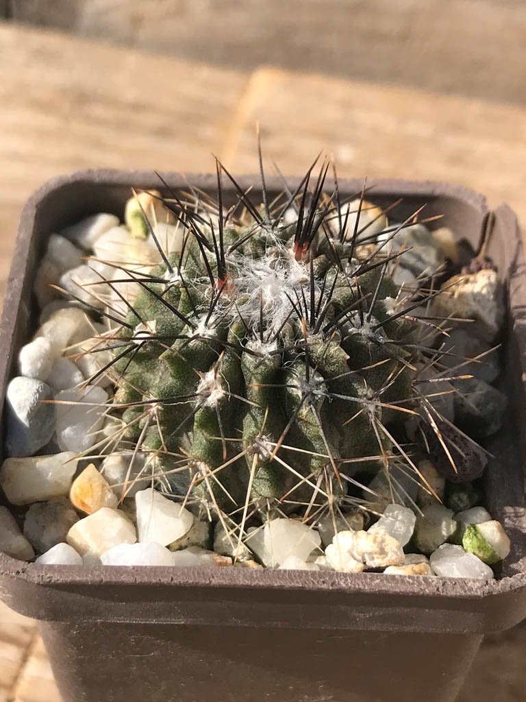 SHPR8144 Pyrrhocactus floccosus / Neoporteria floccosa FR 545, Blanco Encalada, Chile - Image 2