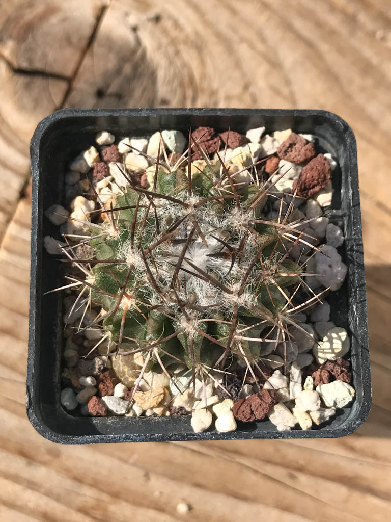 SHPR8144 Pyrrhocactus floccosus / Neoporteria floccosa FR 545, Blanco Encalada, Chile - Image 4