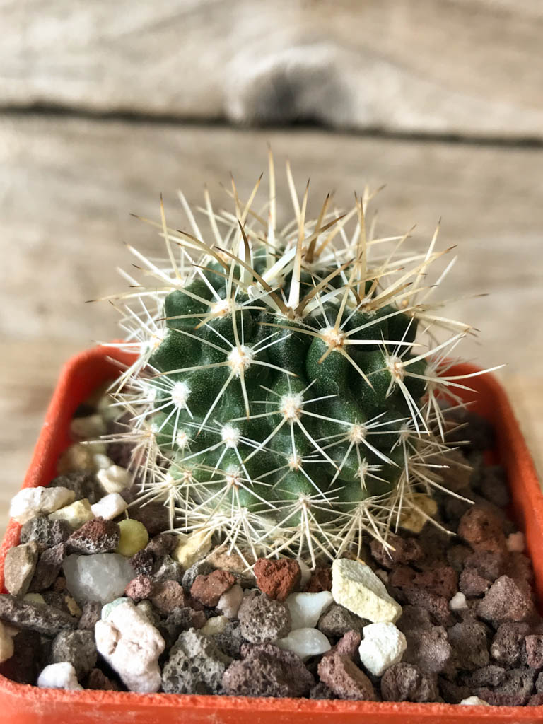 SHPR8145 Neoporteria eriosyzoides PV 2806, Rio Hurtado, Vicuna, Chile