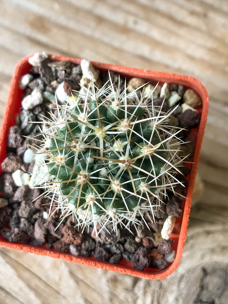 SHPR8145 Neoporteria eriosyzoides PV 2806, Rio Hurtado, Vicuna, Chile - Image 3
