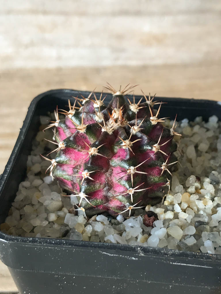 SHPR8147 Gymnocalycium mihanovichii ‘T-rex’ variegated - Image 2