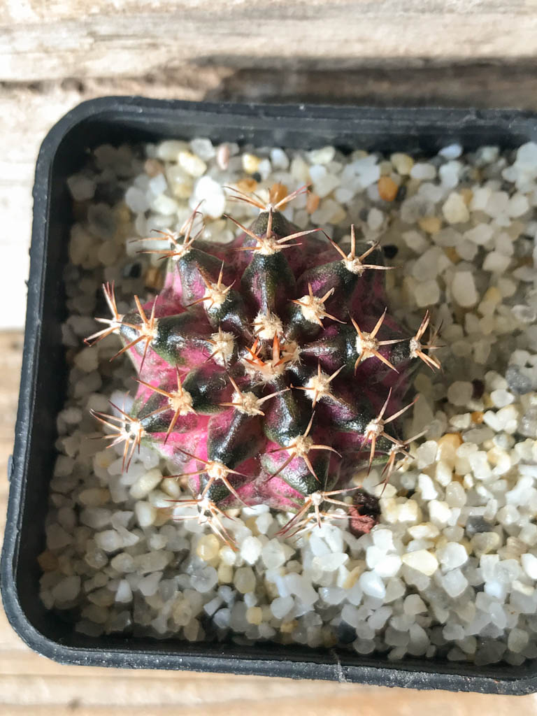 SHPR8147 Gymnocalycium mihanovichii ‘T-rex’ variegated - Image 3