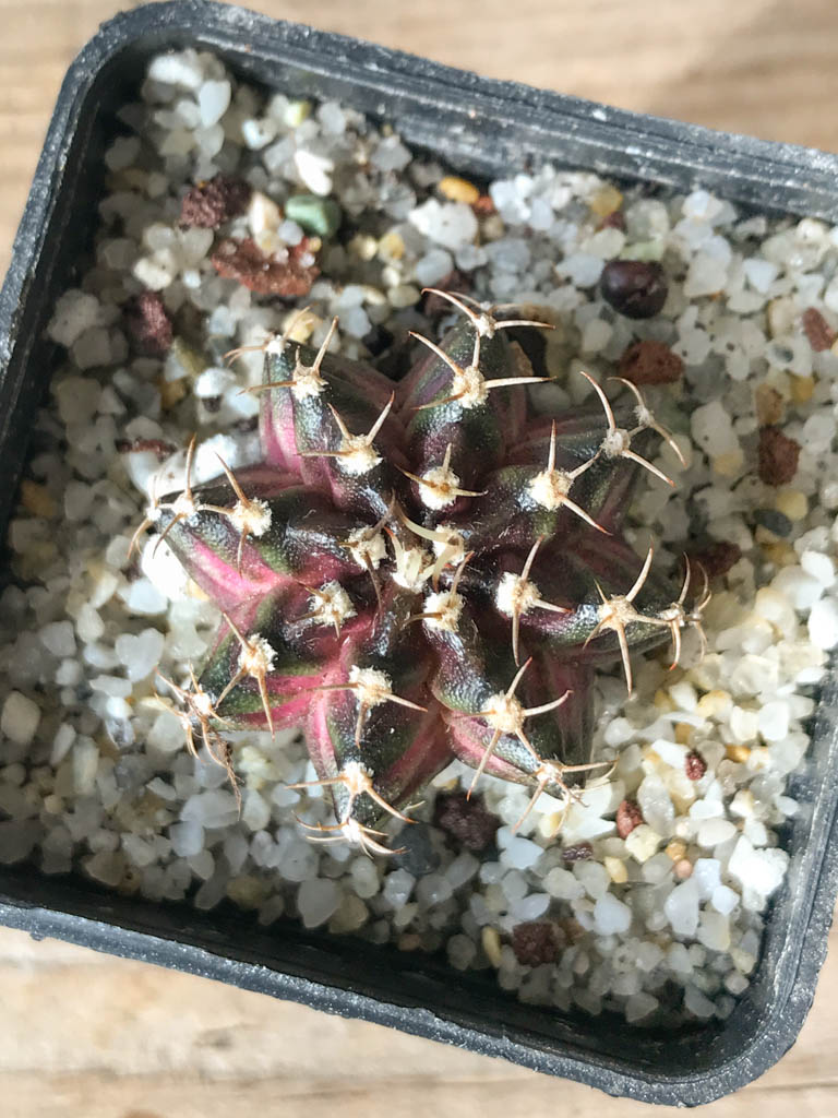 SHPR8147 Gymnocalycium mihanovichii ‘T-rex’ variegated - Image 4