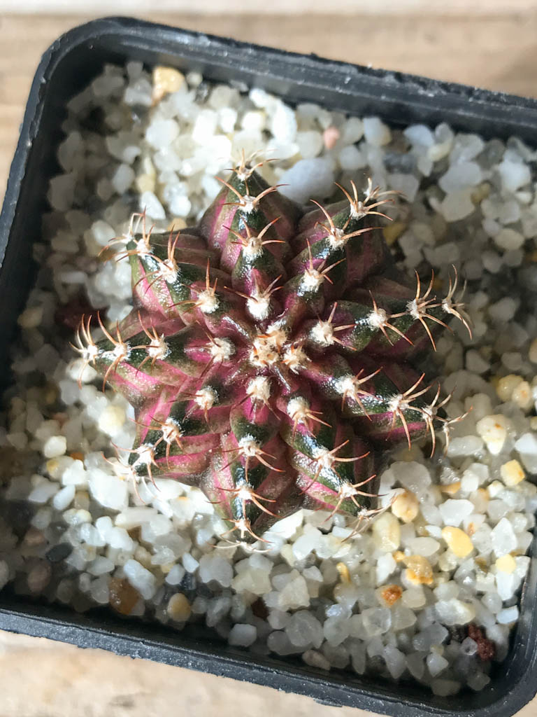 SHPR8147 Gymnocalycium mihanovichii ‘T-rex’ variegated