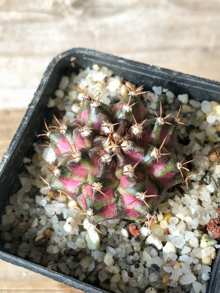 SHPR8147 Gymnocalycium mihanovichii ‘T-rex’ variegated - Image 5