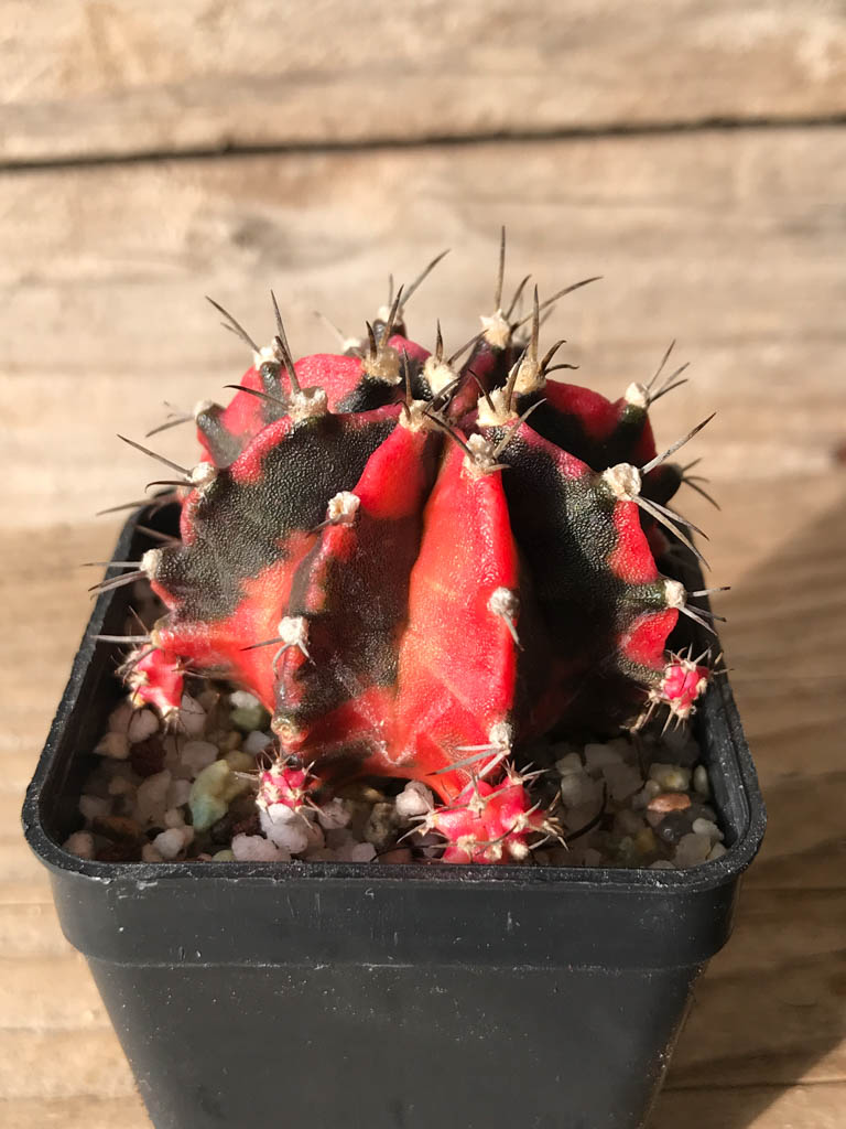 SHPR8148 Gymnocalycium mihanovichii variegated - immagine 2