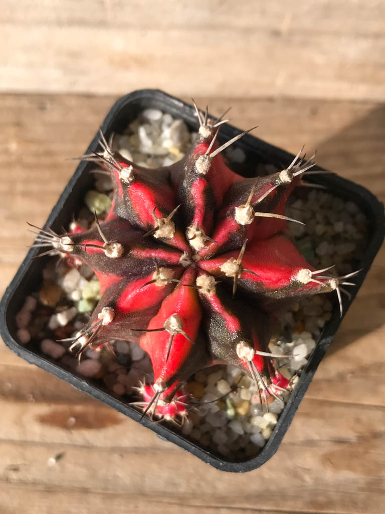 SHPR8148 Gymnocalycium mihanovichii variegated