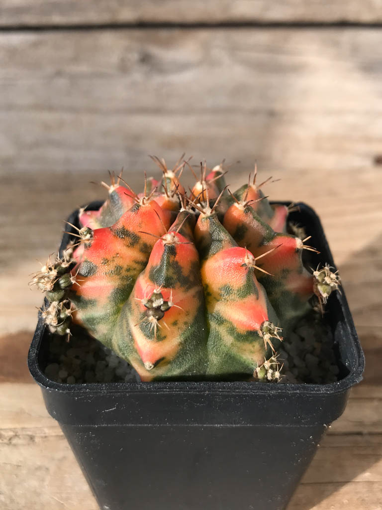 SHPR8152 Gymnocalycium mihanovichii variegated - immagine 2