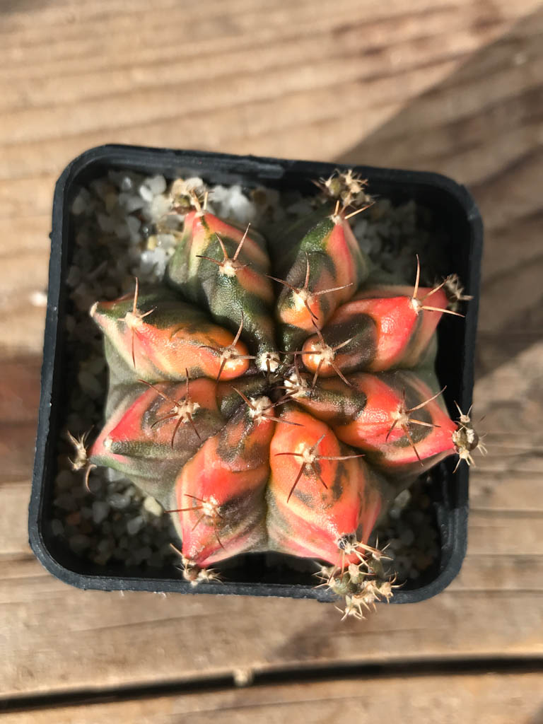 SHPR8152 Gymnocalycium mihanovichii variegated