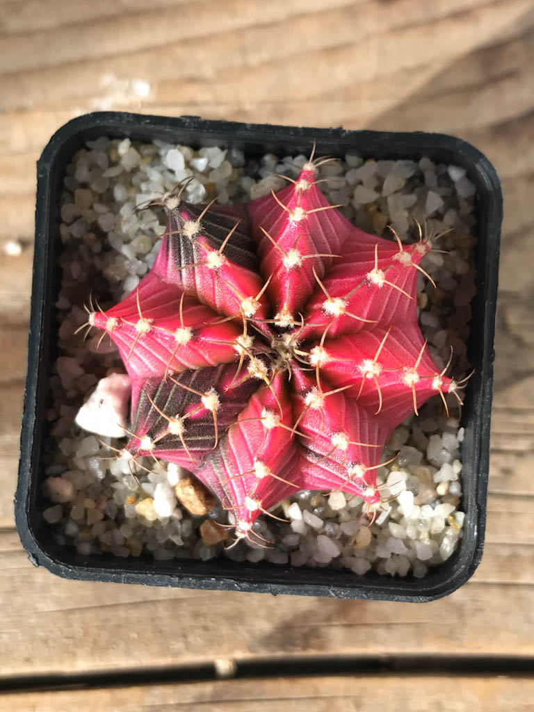 SHPR8153 Gymnocalycium friedrichii hybrid variegated