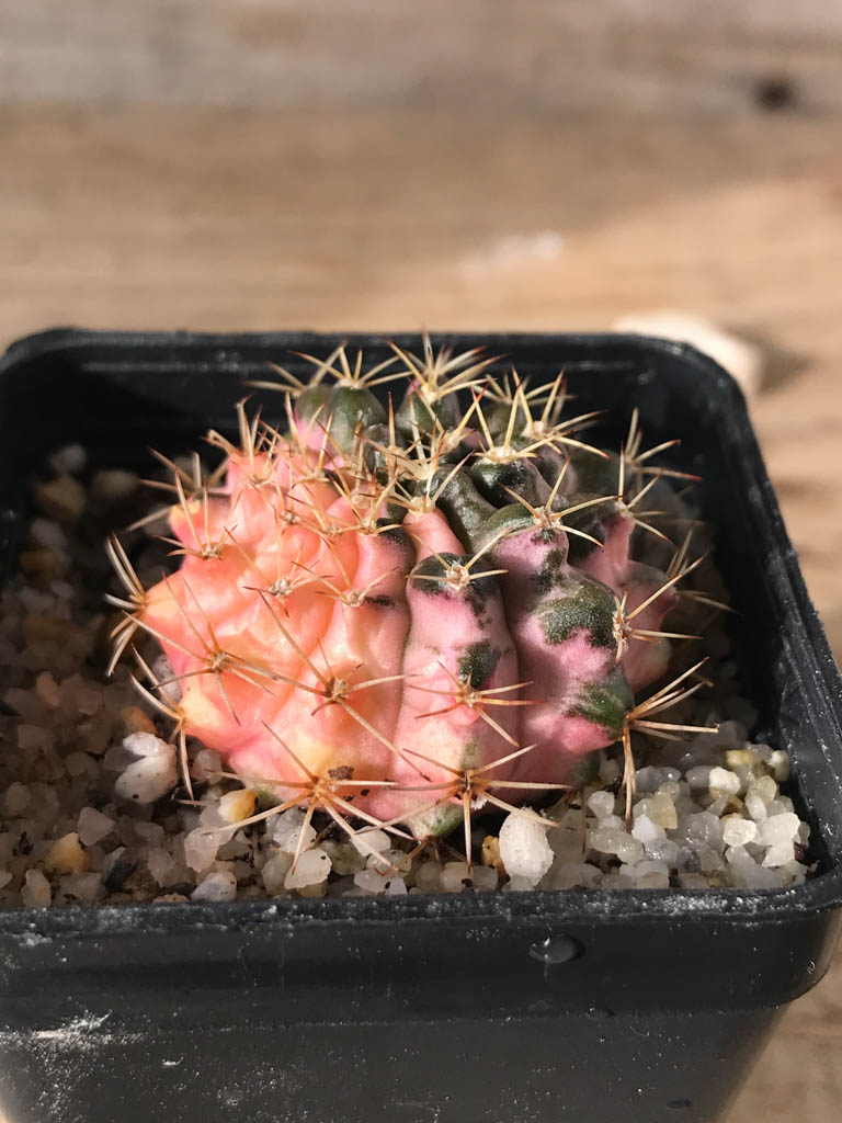 SHPR8155 Gymnocalycium mihanovichii variegated - immagine 2