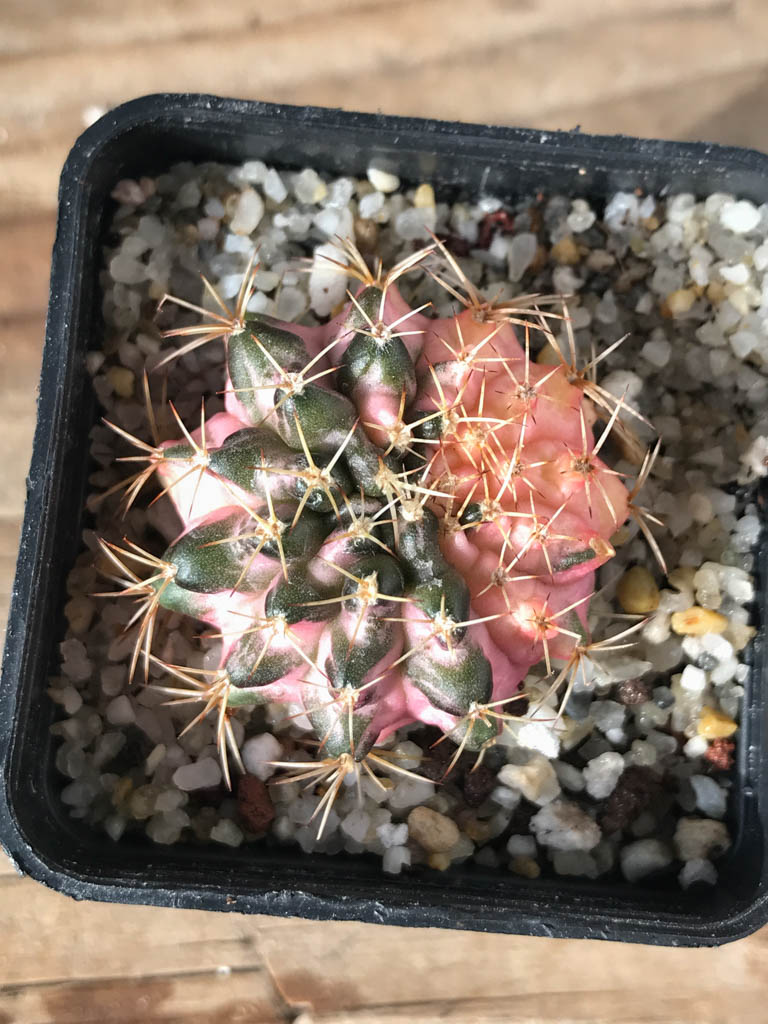 SHPR8155 Gymnocalycium mihanovichii variegated
