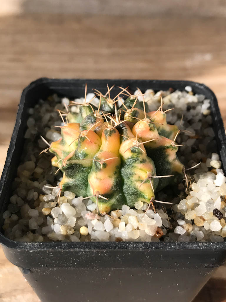 SHPR8157 Gymnocalycium mihanovichii variegated - Image 2