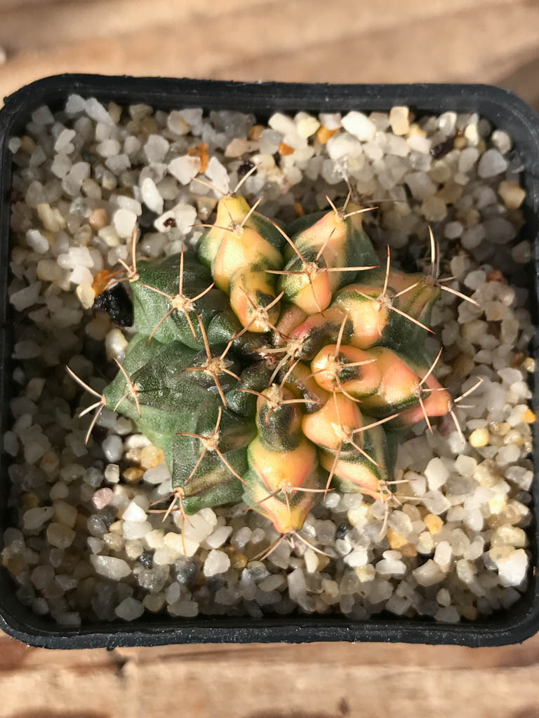 SHPR8157 Gymnocalycium mihanovichii variegated