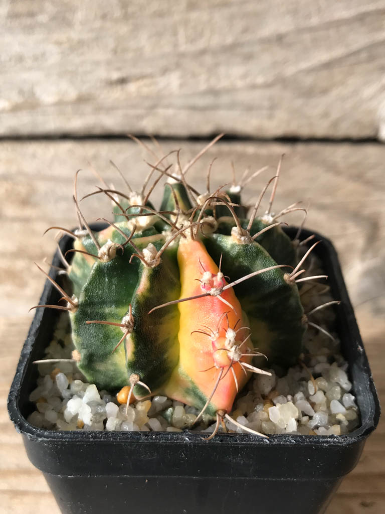 SHPR8158 Gymnocalycium mihanovichii variegated - Image 2