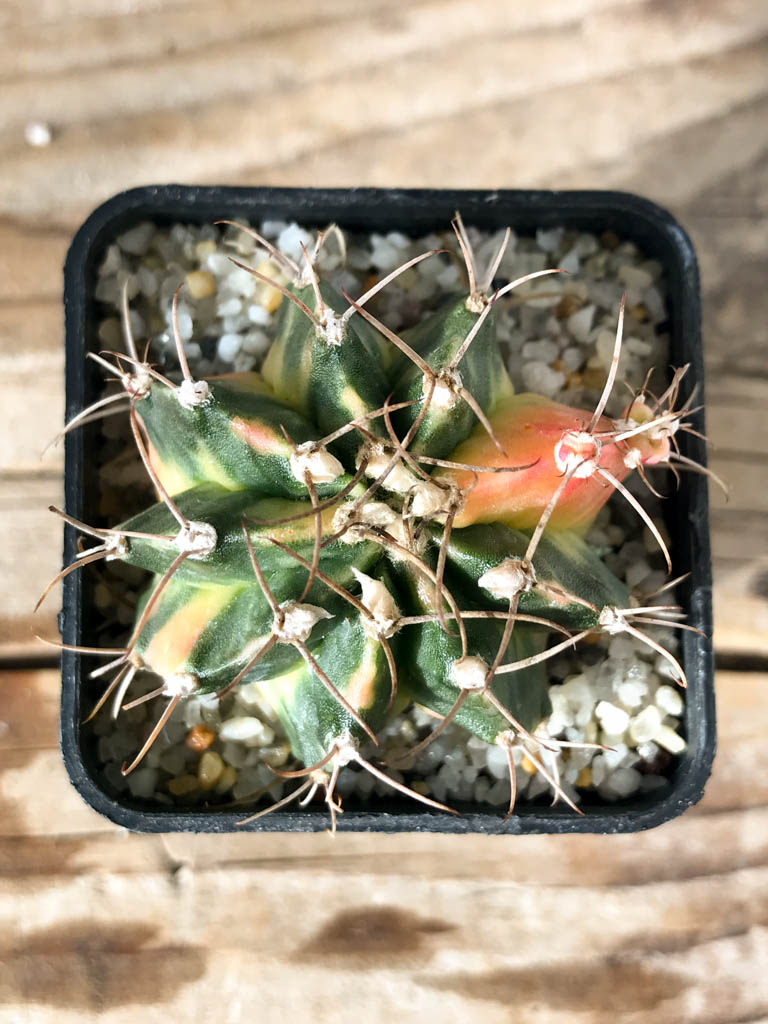 SHPR8158 Gymnocalycium mihanovichii variegated