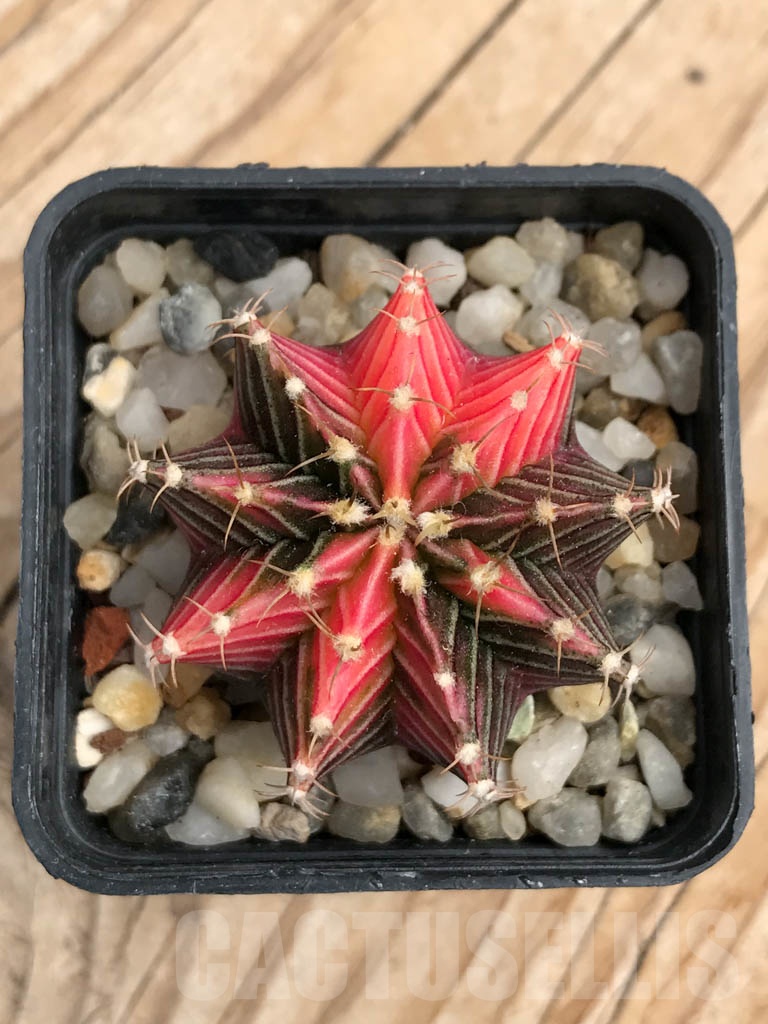 SHPR8160 Gymnocalycium friedrichii Agua Dulce