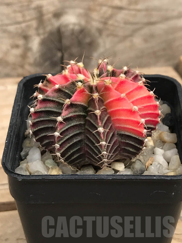 SHPR8160 Gymnocalycium friedrichii Agua Dulce – Bild 2