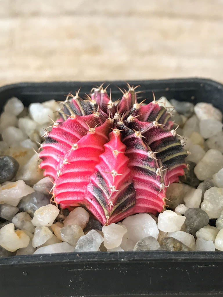 SHPR8162 Gymnocalycium friedrichii Agua Dulce - 画像 (2)