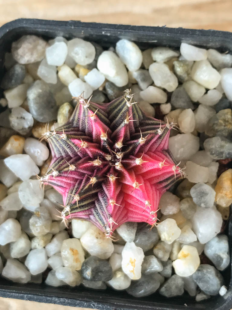 SHPR8162 Gymnocalycium friedrichii Agua Dulce