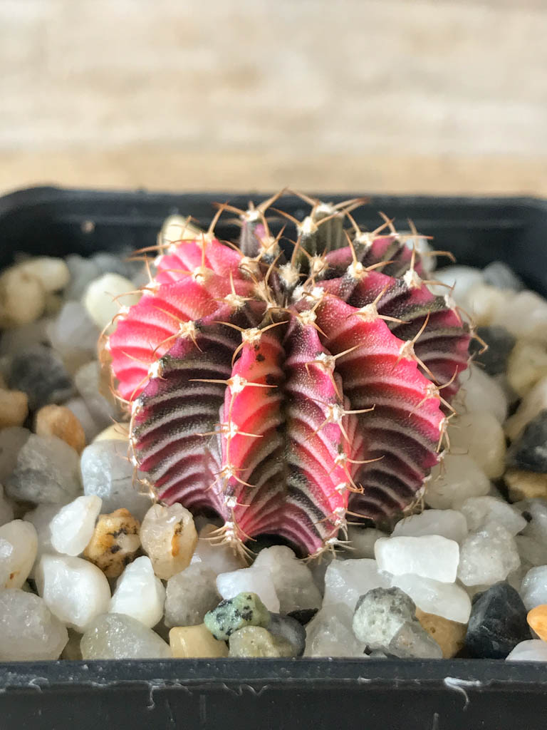 SHPR8164 Gymnocalycium friedrichii Agua Dulce - 画像 (2)