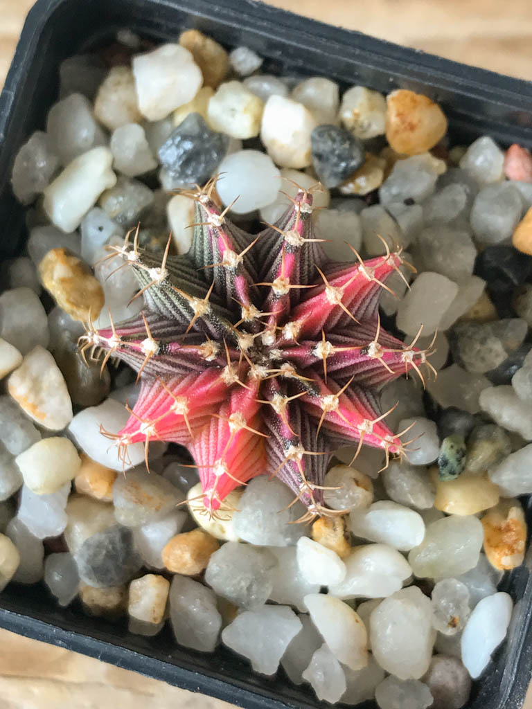 SHPR8164 Gymnocalycium friedrichii Agua Dulce