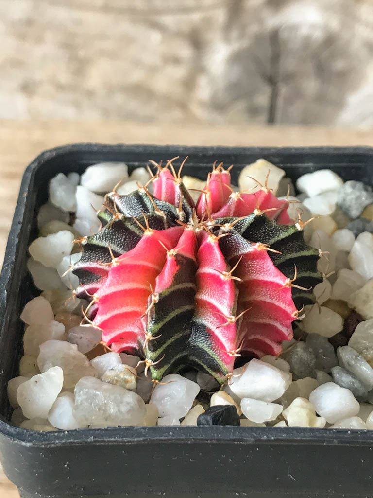 SHPR8165 Gymnocalycium friedrichii Agua Dulce - 画像 (2)