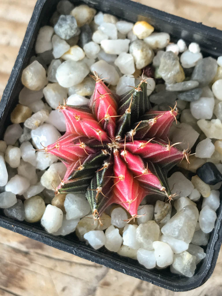 SHPR8165 Gymnocalycium friedrichii Agua Dulce