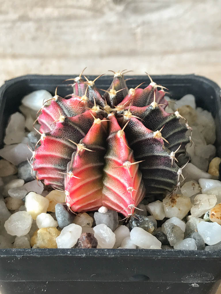 SHPR8167 Gymnocalycium friedrichii hybrid variegated - Image 2