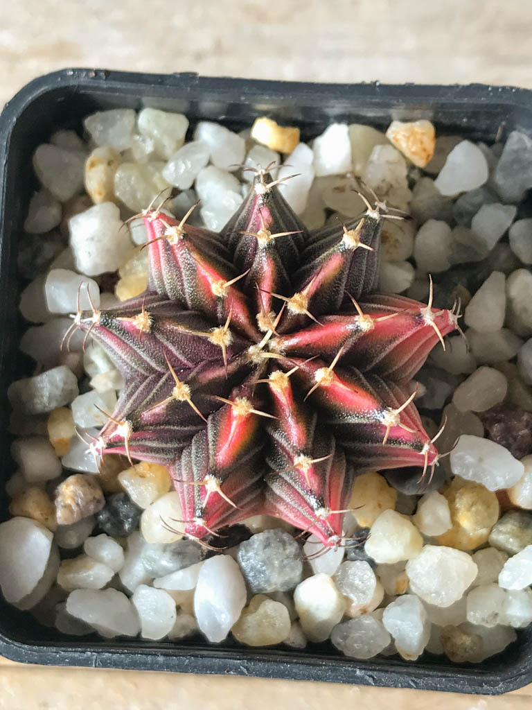 SHPR8167 Gymnocalycium friedrichii hybrid variegated