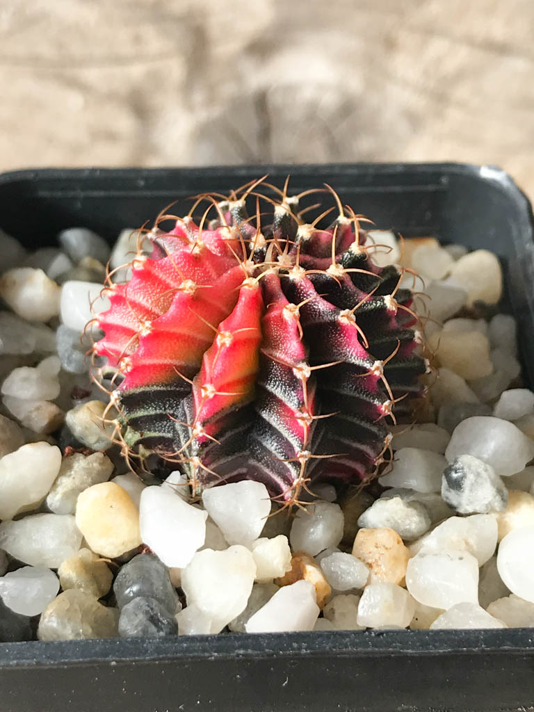 SHPR8168 Gymnocalycium friedrichii Agua Dulce - Imagen 2