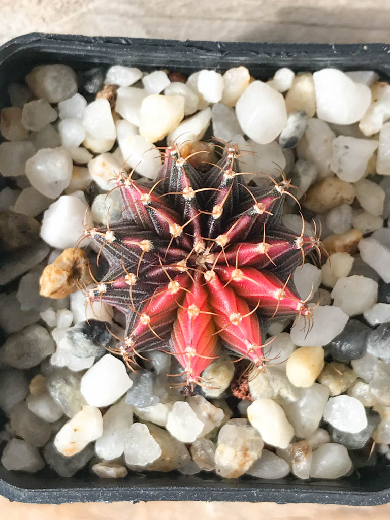 SHPR8168 Gymnocalycium friedrichii Agua Dulce