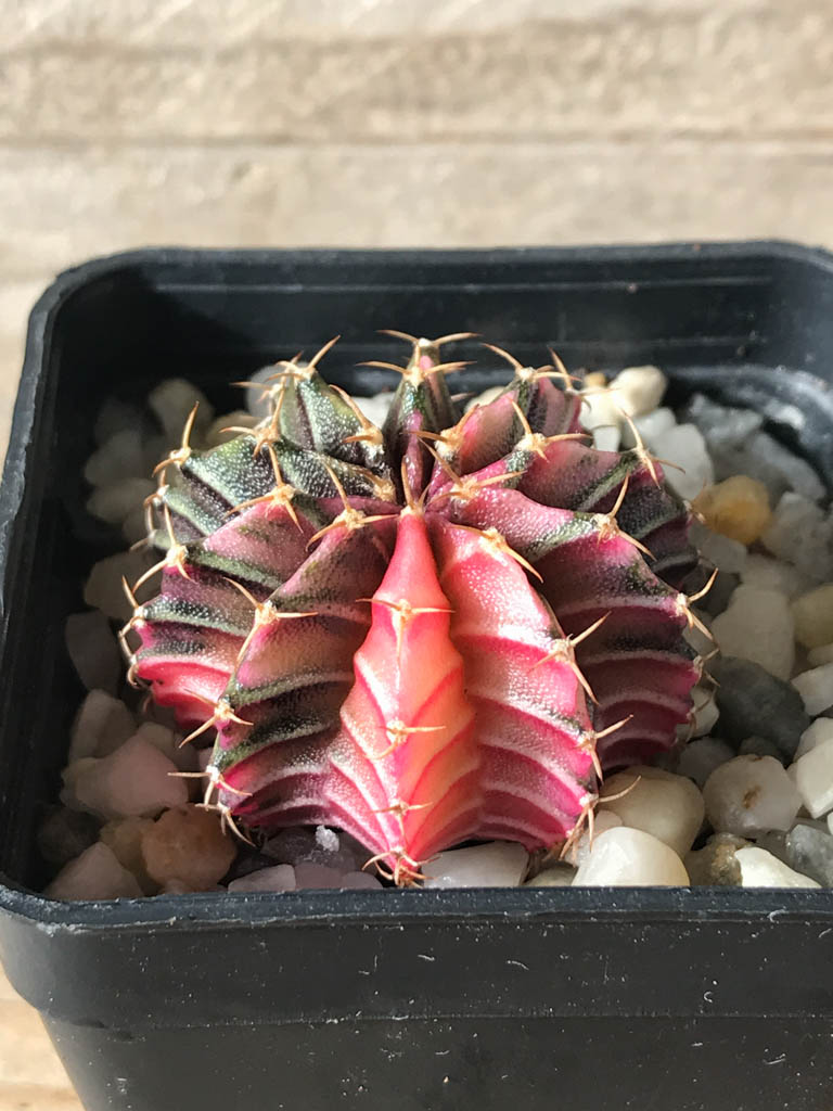 SHPR8169 Gymnocalycium friedrichii Agua Dulce - Image 2