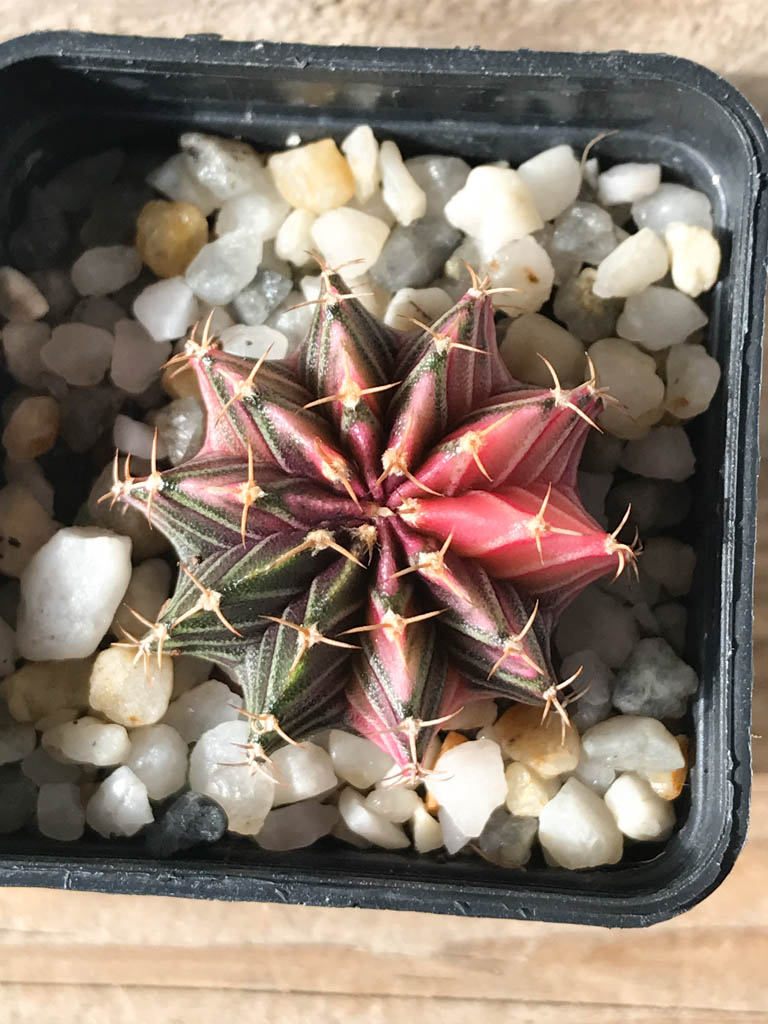 SHPR8169 Gymnocalycium friedrichii Agua Dulce
